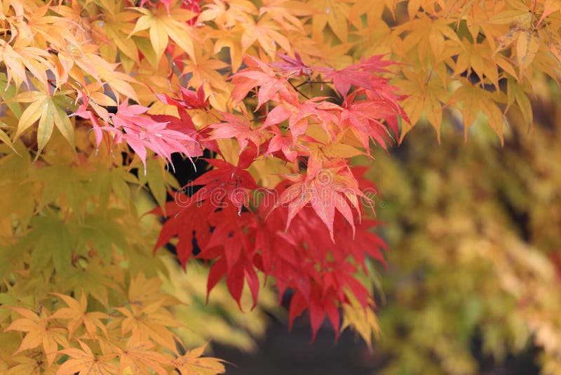 Couleur de changement de feuilles d'érable d'automne photos stock Couleur de changement de feuilles d'érable d'automne photos stock