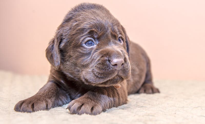 Couleur De Chocolat De Brun De Chien De Labrador Retriever De Chien D Arret De Chiot Image Stock Image Du Mignon Chiot Couleur De Chocolat De Brun De Chien De Labrador Retriever De Chien D Arret De Chiot Image Stock Image Du Mignon Chiot