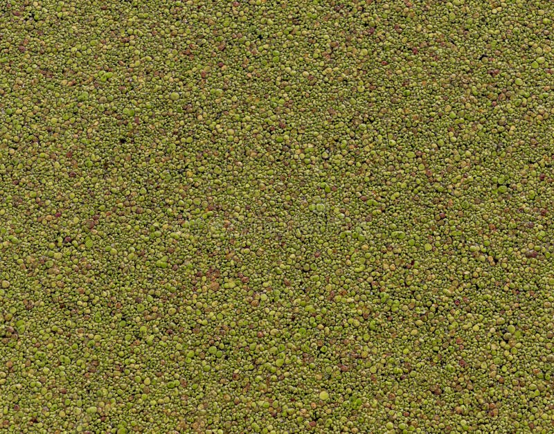 Couleur Petits Points Sur L Eau Dans L Etang Image Stock Image Du Rose Bleu