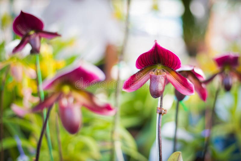 Couleur pourpre de Paphiopedilum de fleur d'orchidée de pantoufle du ` s de Madame dedans photographie stock libre de droits Couleur pourpre de Paphiopedilum de fleur d'orchidée de pantoufle du ` s de Madame dedans photographie stock libre de droits