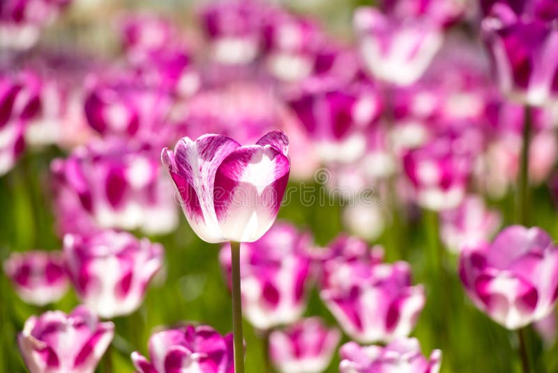 Couleur Violette Et Blanche De Fleur De Floraison De Tulipe Dans Le Jardin  Photo stock - Image du fête, fond: 129993952