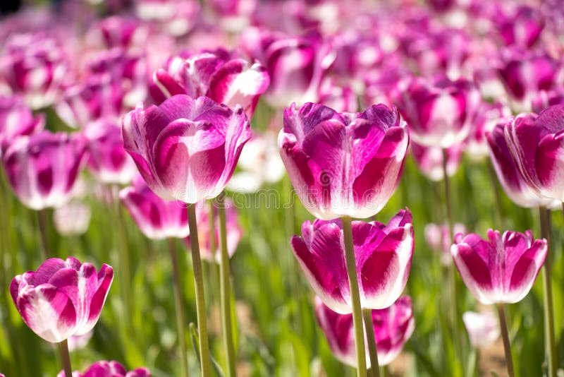 Couleur Violette Et Blanche De Fleur De Floraison De Tulipe Dans Le Jardin  Photo stock - Image du fête, fond: 129993952