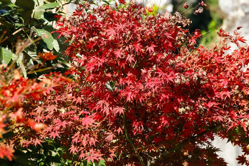 Couleurs d'automne dans le paysage en pierre de forêt dans Yunnan, Chine photo stock Couleurs d'automne dans le paysage en pierre de forêt dans Yunnan, Chine photo stock