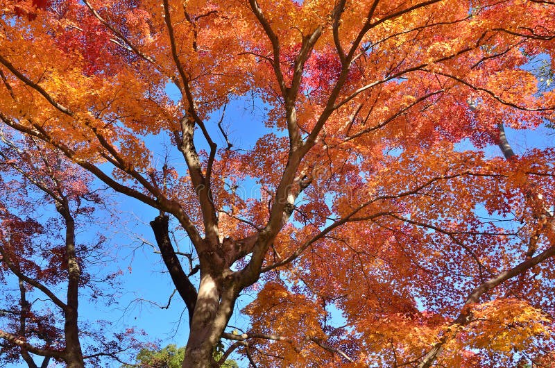 Couleurs des feuilles d'automne, Japon image stock Couleurs des feuilles d'automne, Japon image stock