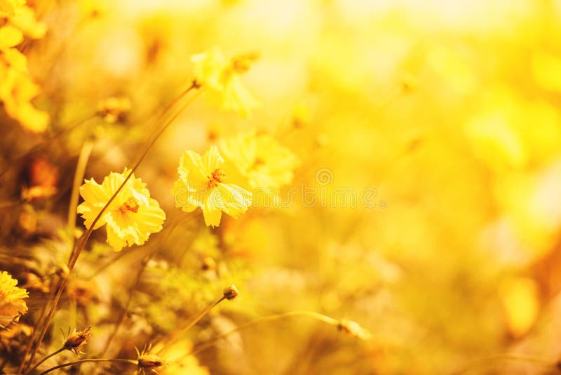 Couleurs jaunes d'automne de calendula d'usine de jaune de fond de tache floue de gisement de fleur de nature belles dans le jard