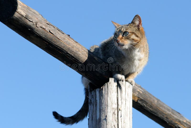 Country cat stock photo. Image of feline, wood, pole 20537520