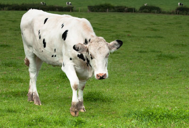 Cow cattle stock photo. Image of mammal, copy, agriculture 16196736