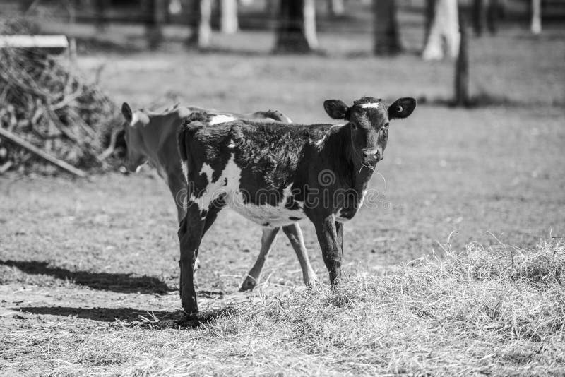 Country Cow stock image. Image of farm, front, field 94829323