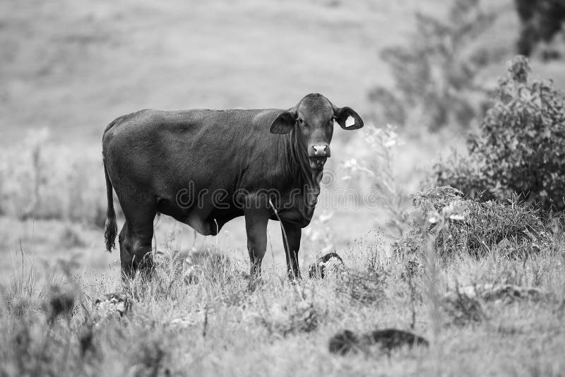 Country Cow stock photo. Image of field, countryside 94829370