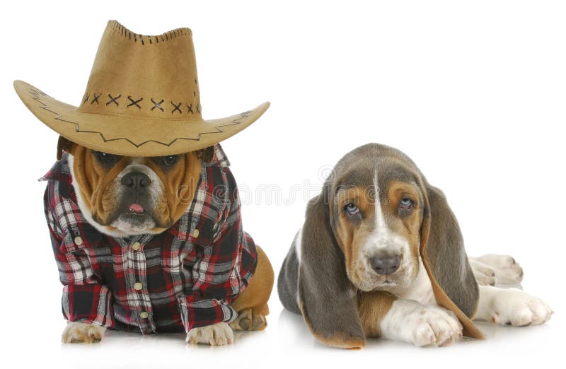 Country dogs - english bulldog and basset hound on white background