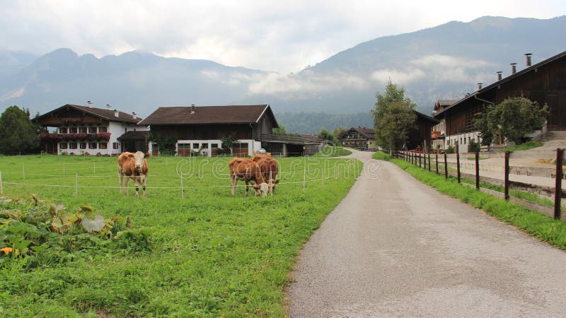 Farm houses with green grass and raincloud countryside dairy farm in tirol Austria. Farm houses with green grass and raincloud countryside dairy farm in tirol Austria