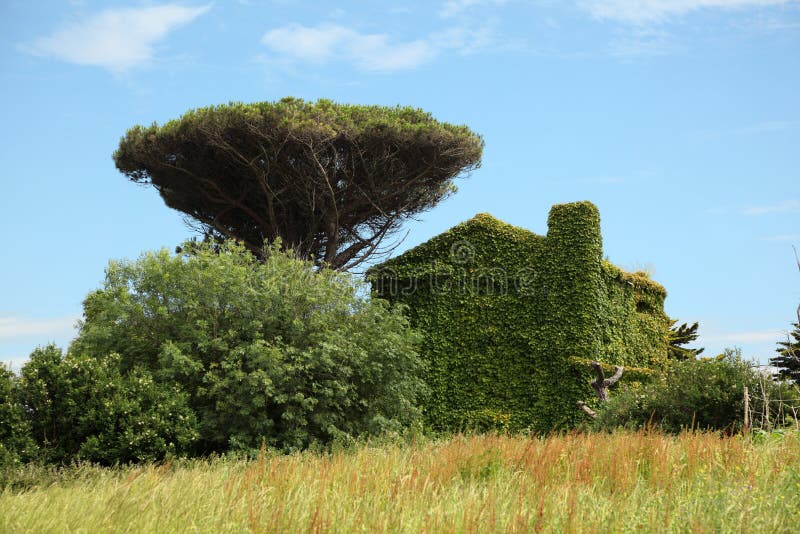 Country house fully covered with ivy