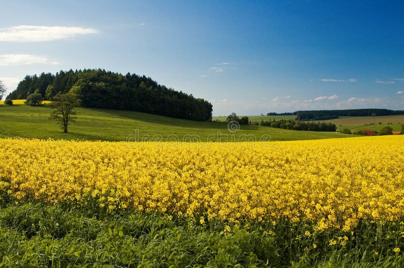 Country landscape