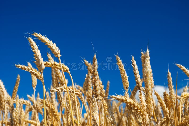 Country landscape