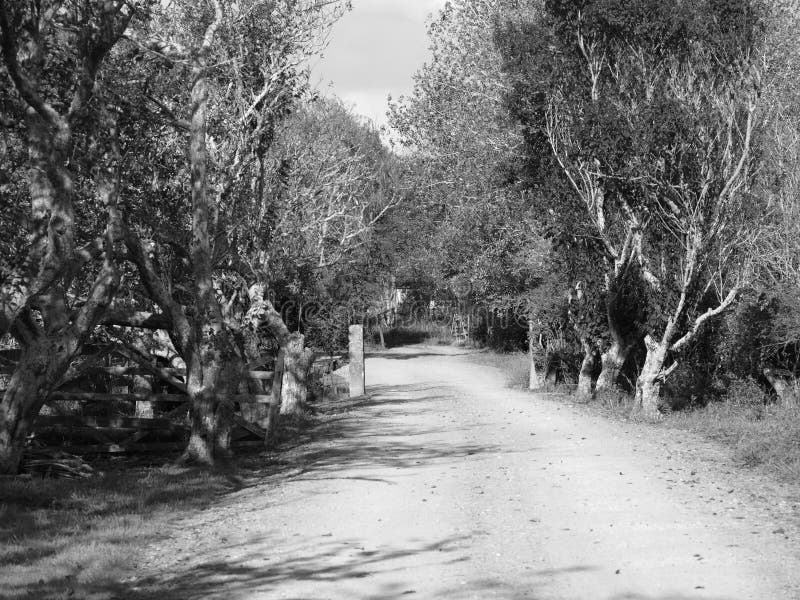 Country Lane stock photo. Image of gate, road, fence, lane 4723222