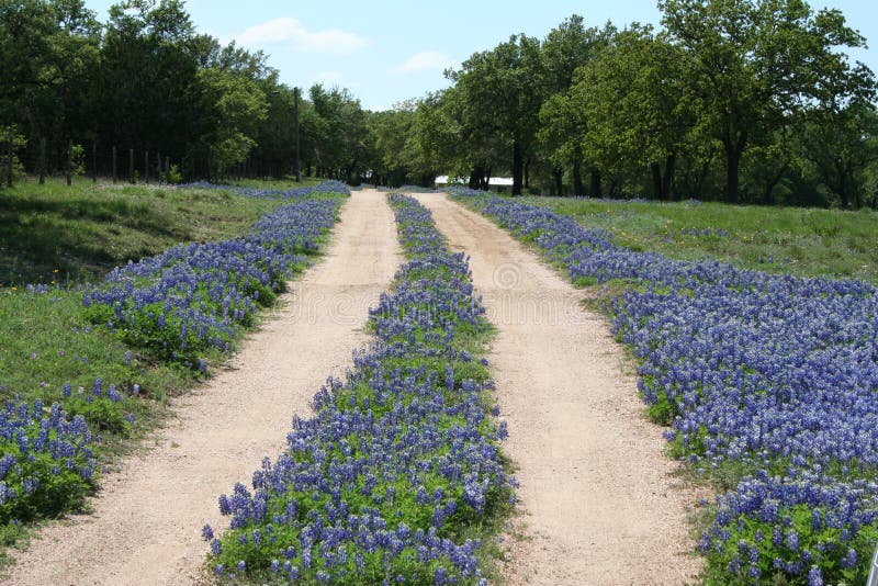 Country Road stock image. Image of ranch, flowers, path - 14458121