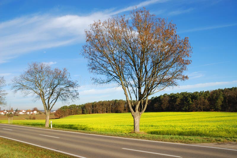 Country road along field