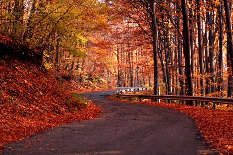 Country road in autumn