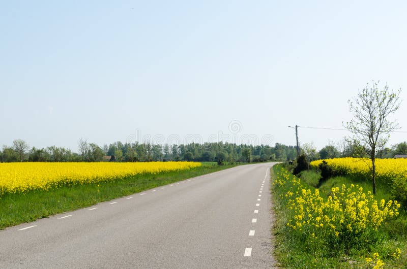 Country road through blossom canola fields at the swedish island Oland