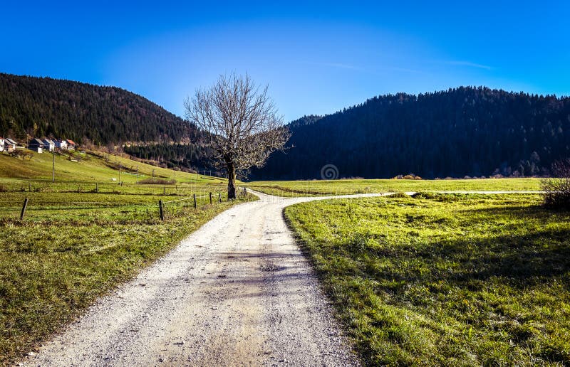 Country road and fields with crossroad and a tree.