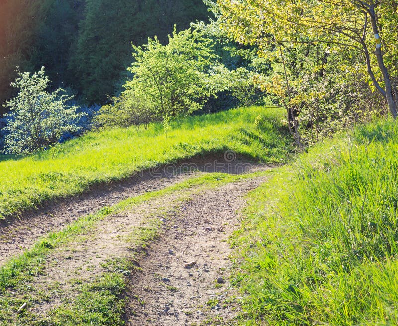 Country Road Stock Photo Image Of Forest Road View 39868778