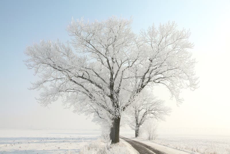 Frozen winter tree on a sunny day