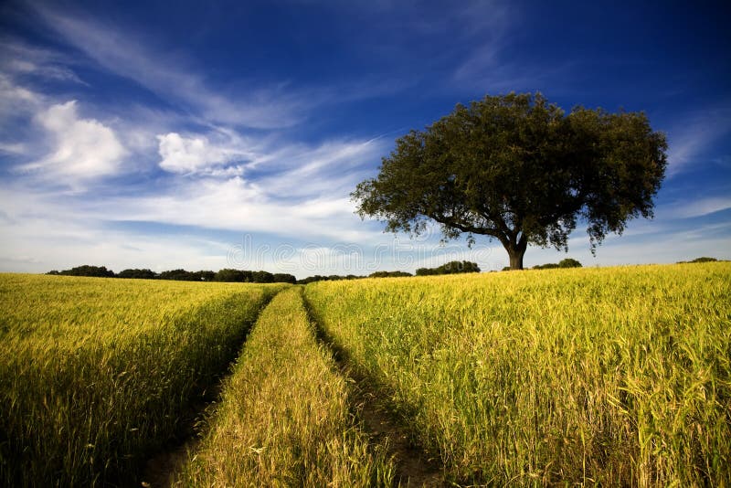 Country road in golden yellow field