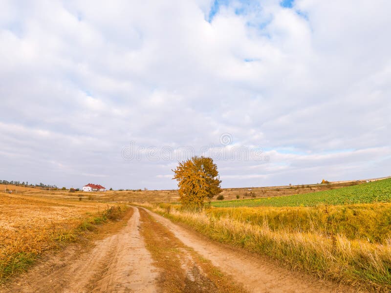 Country road. A lone yellow tree grows on the roadside. Autumn landscape