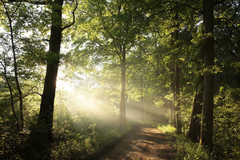 Spring Forest Path with Morning Sunbeams Stock Image - Image of dawn ...