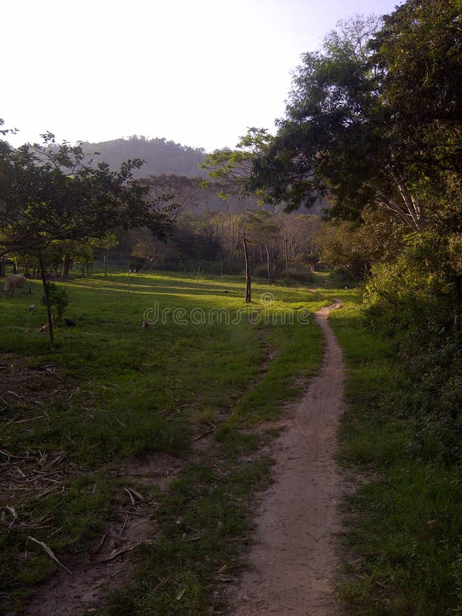 El camino de arena, árboles a verde plantas, montana sobre el, naturaleza, limpieza, países vida.