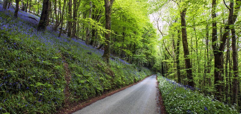 Country Road Panoramic.