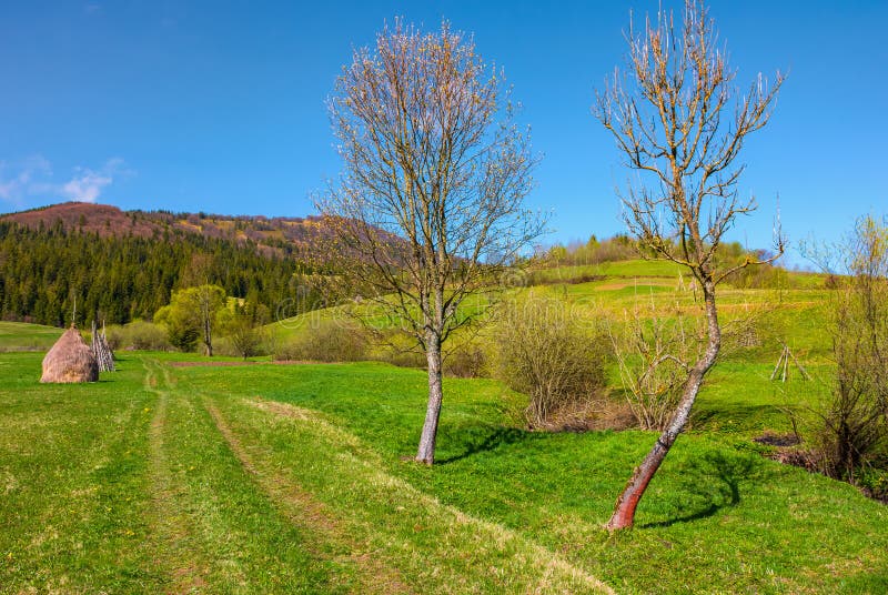 Country road in to forest along the rural field