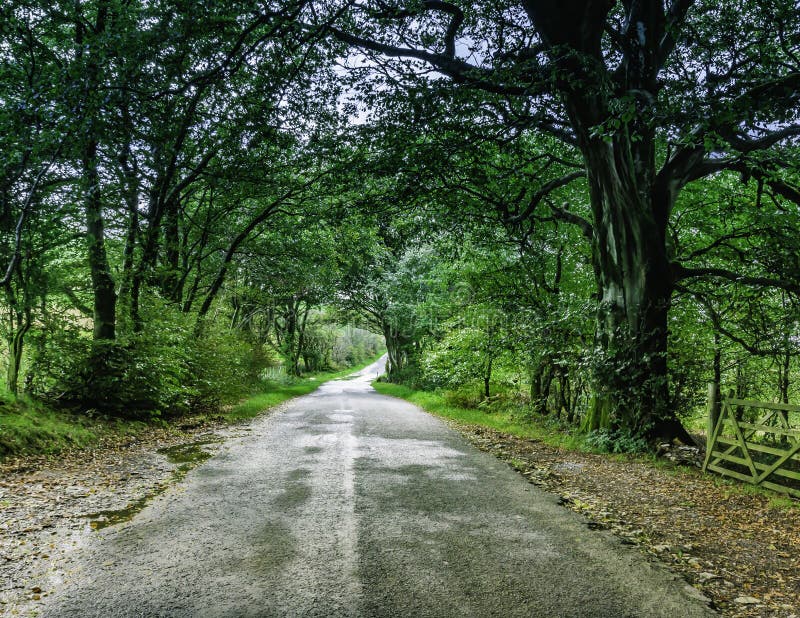 Country road with trees on both sides in rural Cumbria,UK