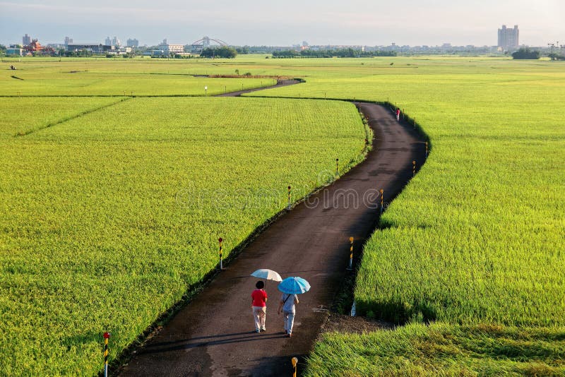 A country road winding through the golden rice fields in Ilan Taiwan stock photo A country road winding through the golden rice fields in Ilan Taiwan stock photo