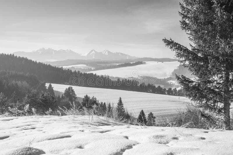 Country Snow trees,birds,Hights tatras