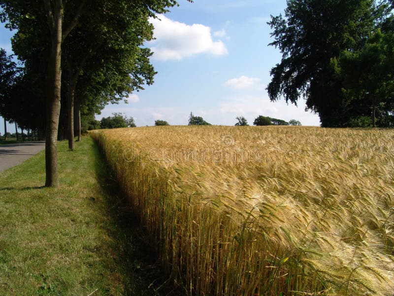road along a field with nearly ripe barley. road along a field with nearly ripe barley