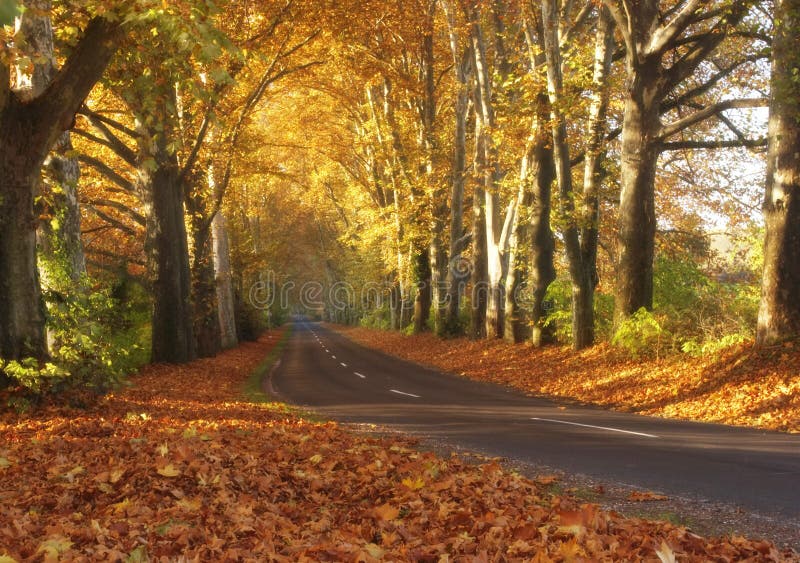 A paved road winds through the fall colors of a forest. A paved road winds through the fall colors of a forest.