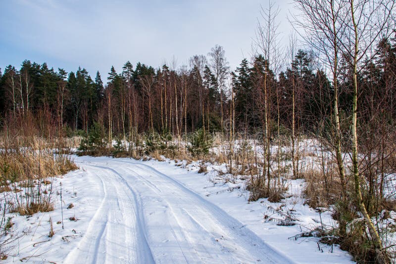 Countryside Dust Road in Forest Stock Image Image of trail, forest
