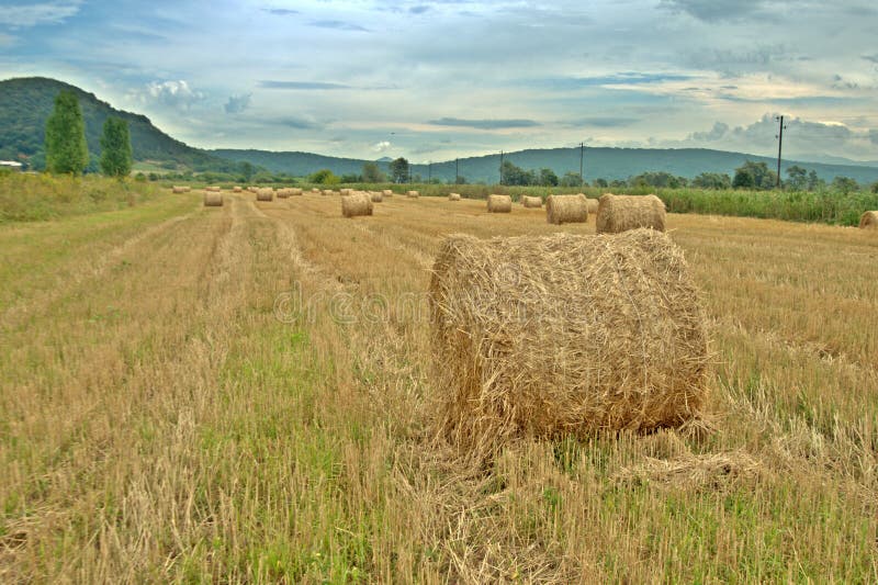 Countryside field with hay bales