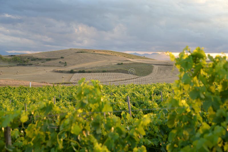Region of Sardinia, Italy. Vineyard landscape stock images Region of Sardinia, Italy. Vineyard landscape stock images