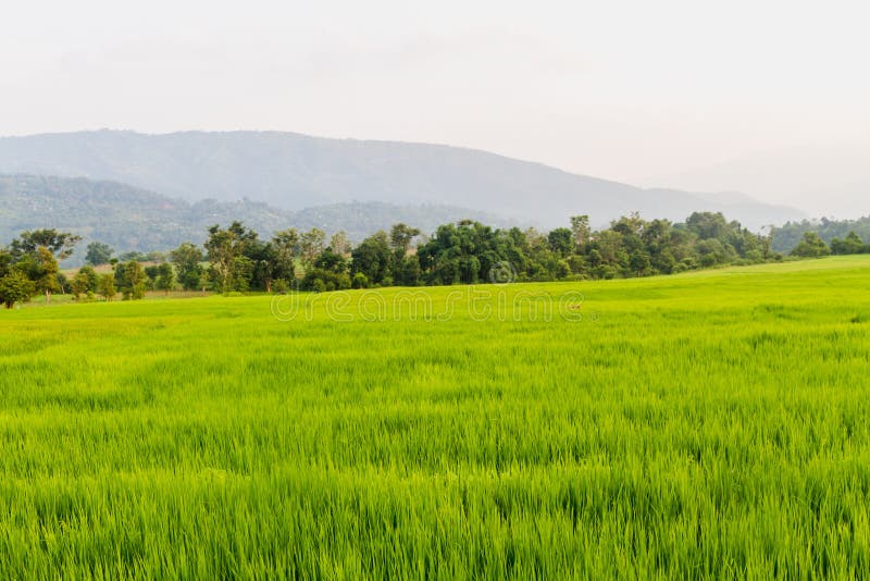 Cảm nhận tuyệt vời của đồng lúa vàng óng ánh khi đón mùa mới với hình ảnh đẹp ngất ngây về \