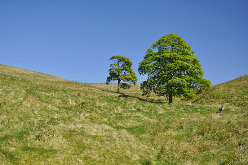 Countryside landscape: trees under clear blue sky