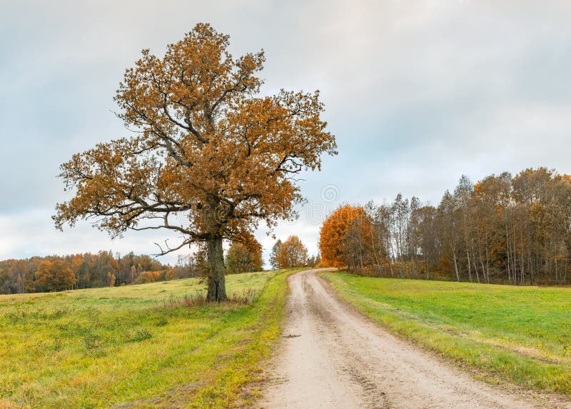 Countryside road with lonely oak tree, Europe royalty free stock image Countryside road with lonely oak tree, Europe royalty free stock image
