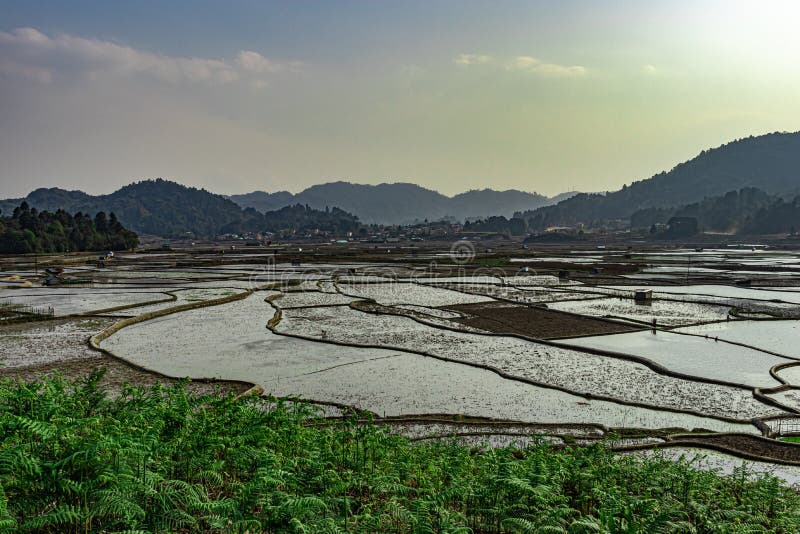 Countryside tarnish framing rice field at morning