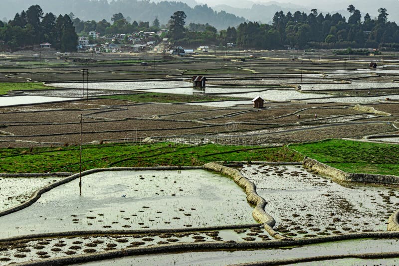 Countryside tarnish framing rice field with small resting huts at morning