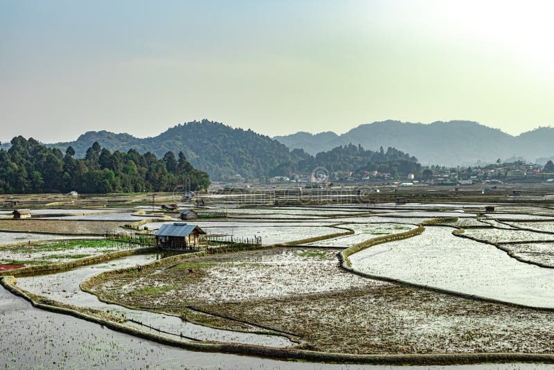 Countryside tarnish framing rice field with small resting huts at morning