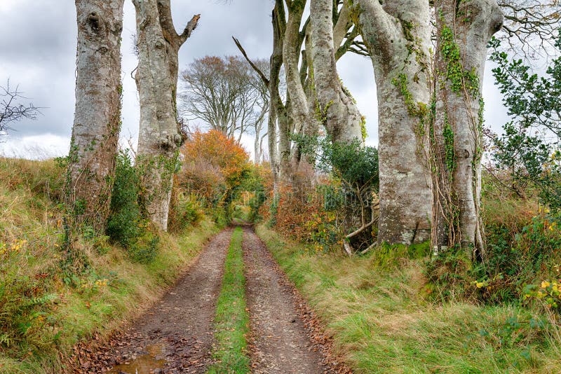 Countryside Track royalty free stock photography