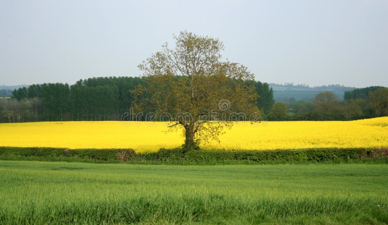 Countryside TREE