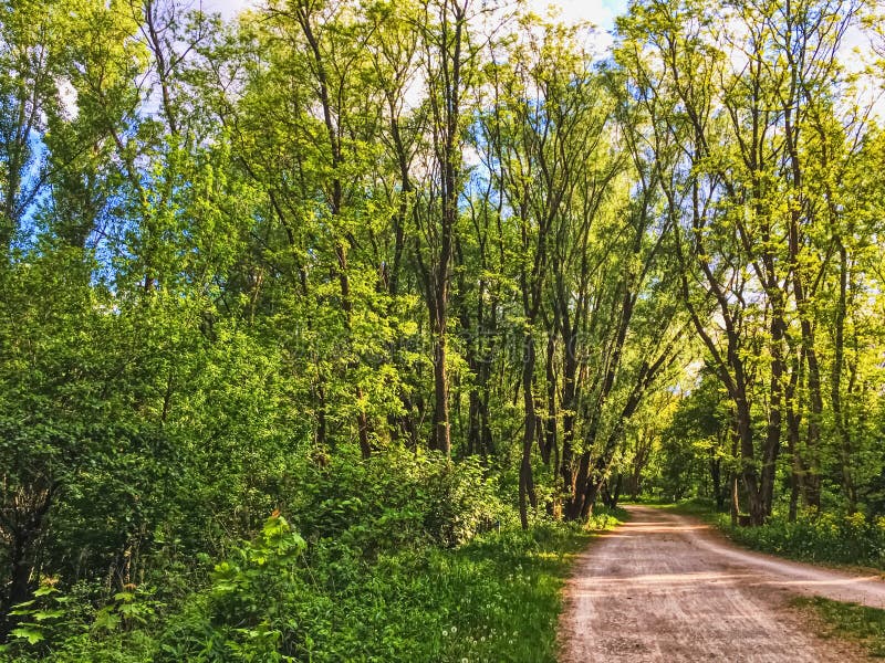 Countryside Woods As Rural Landscape Amazing Trees In Green Forest