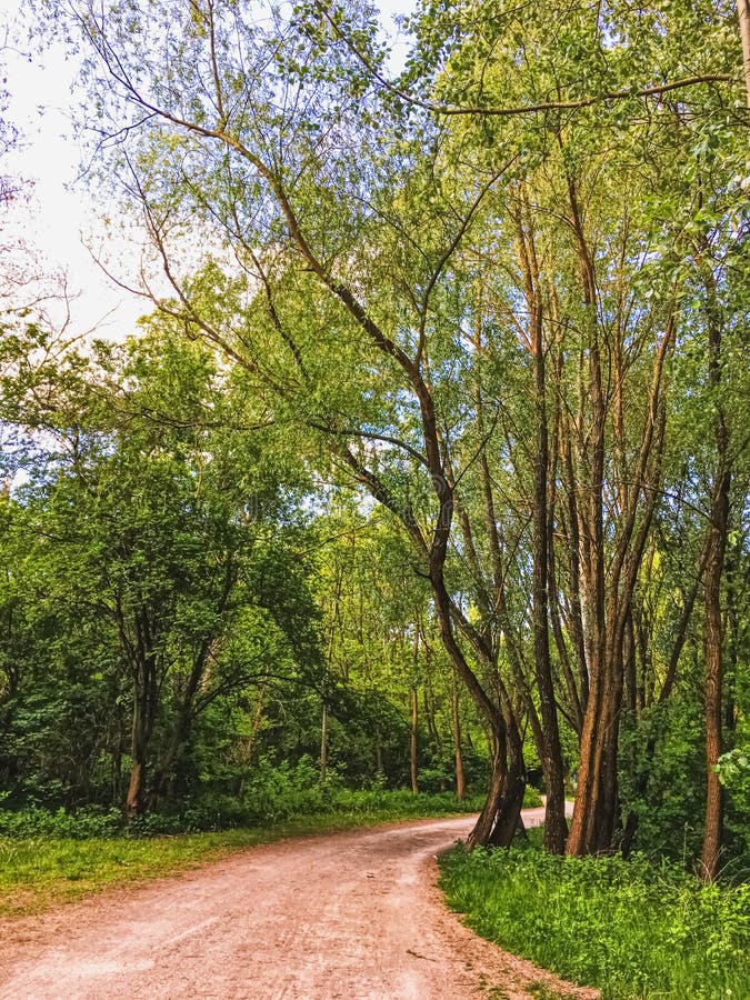 Countryside Woods As Rural Landscape Amazing Trees In Green Forest